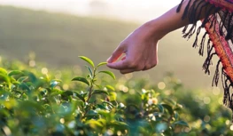CropLife India Féachann 5-bliana um Chosaint Sonraí, Warns Of Roghanna Caolú